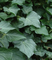 Hedera helix 20% Hederagenin  CAS 14216 03 6 Ivy Leaf Extract For Dry Cough Korea Registration license